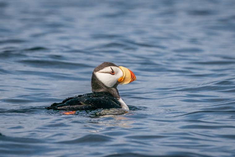 019 Sitka, gehoornde papegaaiduiker.jpg